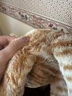 Ty Classic Cobbler Kitty Cat Plush Orange Striped Tabby Stuffed Plush 13  2014