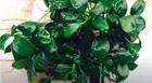 Buy 2 Get 1 Free Anubias Nana Petite Live Aquarium Plants Fish Tank Planted Tank