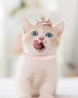 Aecllcea Cat Collars For Girl Cats With Rhinestone Soft Velvet breakaway Cat    
