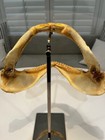 Vintage Shark Jaws -- Real Sharks Teeth 12 Inches Wide 9 Inches High