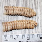2 Extra Large Rattlesnake Rattles   7764    Taxidermy Diamondback Sidewinder