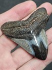 2 1 2   High Quality Polished Megalodon Fossil Shark Tooth Teeth 100  Authentic 