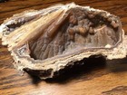 Quartz Fossil Coldwater Geode Botryoidal Chalcedony Limestone Geode 6  Beautiful
