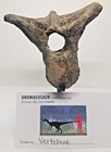 Dromaeosaur Raptor Vertebrae Fossil Specimen Cretaceous Hell Creek Mt Display