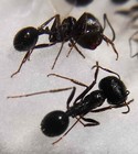 Messor Structor Formicidae Harvester Ants 20 Workers 1 Female 3 Males S Ukraine