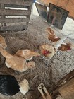      10 Polish Chicken Hatching Eggs     