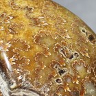 Oak Leaf Sutures Ammonite Warm Butterscotch Yellow Brown Fossil 100  My Old