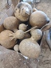 5  Per Set Of Crafter Gourds Random Sizes In Each Set  