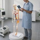 Anatomical Skeleton Model 33 46   Detachable With Blood Vessels   Base