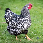 1 Dozen Fertile Chicken Silver Laced Wyandottes Hatching Eggs Ready Quick Ship