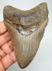 Megalodon Shark Tooth Real Fossil- 3 81    Prehistoric Shark Teeth No Restorations