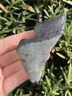 Natural Beautiful 3 24    Megalodon Tooth Fossil Shark Teeth