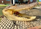 Real Alligator Taxidermy Head 10   long Add It To Your Reptile Animal Collection