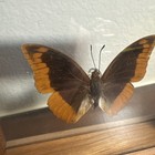 Charaxes Protoclea Azota Flamed-boarded Emperor Butterfly Mounted Nice Find