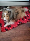 Dog Blanket  Handmade  Black With White Paws
