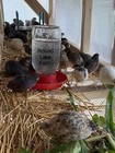 18 Fertile Button Quail Hatching Eggs - Variety Of Colors - Shipped In Foam