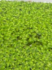  buy 2 Get 1 Free  Duckweed Lemna Minor - Natural Aquarium pond Plant