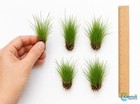 5 X Dwarf Hairgrass  eleocharis Parvula 