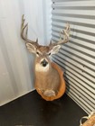 Large 10 Point 147  Whitetail Deer Antlers Head Shoulder Wall Mount Taxidermy