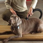 Shop-vac 9190400 1 1 4-inch Dog Grooming Tool