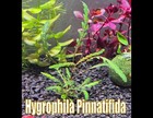 Hygrophila Pinnatifida Live Aquatic Plants Aquarium Plants Freshwater Aquarium