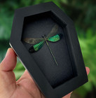 Real Dragonfly Coffin Frame Taxidermy Insect Bug Mounted Gothic Home Decor