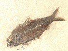 100  Natural Knightia Eocaena Fish Fossil In Big Matrix Wyoming 1424gr