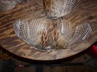4 Beautiful Fanned Pheasant Wings  2 Pairs  For Crafts Dog Training Native Fan
