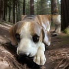 Vintage Beagle Dog Ceramic Figurine  9  Long