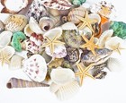 Sea Shells Mixed Beach Party  Wedding   Crafts  Home Decor  70 Pcs