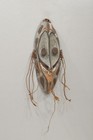 Papua New Guinea Iatmul Savi Ancestor Mask