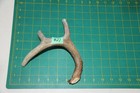 Medium Branched Deer Antler Dog Chew  27   Bone Chews Deer Elk Treats Deer 1102