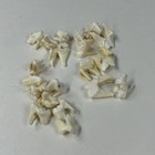 Lot Of 20 Real Coyote Molars Teeth Taxidermy Art Weird Odd Project Unqiue   1682