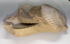 Fossil Pecten Scallop Shell Cluster In Matrix - Miocene 7    Usa