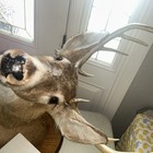 Shoulder Mount Minn  8 Point Wild White Tail Deer Real Antler Buck Taxidermy