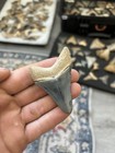 Bone Valley Megalodon  2 53 Inch 