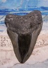 Megalodon Shark Tooth 4 5 8  Shark Teeth Giant Jaw Fossil Stunning Color  real