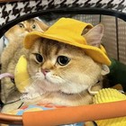 Pet Bucket Hat For Cats   Dogs - Sun Protection  Ear-friendly Design