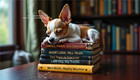 Digital Ai Photo Art Picture Desktop Wallpaper Background Dog D25_001