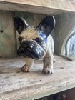 Vintage Blue Grey Cream Glazed Terracotta French Bulldog Frenchie 12   x8    Statue