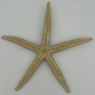 Starfish Linckia Sea Star Large Dried Natural Pencil Arm Ocean Beach Decor 8 5in