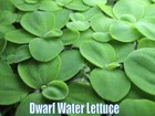 Floating Wonders Plant Pack - Live Aquatic Freshwater Floating Plants