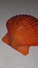 Orange Scallop Shell Collectible  Approx  2 Inches Wide