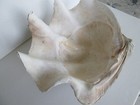 Vintage Giant Clam Shell - 16  X 14  X 7  - For Use Or Display