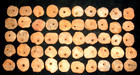  50  Nice Sahara Neolithic Quartz Disk Beads  3 5k-8k Yrs  Ancient Africa Yz-8