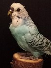 Real Parakeet Taxidermy Blue Budgie  Stand Mount 8  Long 