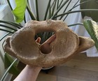 Massive Ice Age Fossilized Cervical Vertebrae