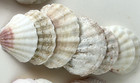 Various Natural 2  To 3 5   clam Shells Seashells Home Beach House Decor Crafts 20