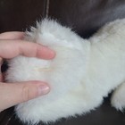 Vintage Applause Sleeping Kitty Cat Plush Stuffed Animal White Small Korea 1989 