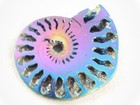 Polished Blue Purple And Gold Titanium Pyrite Ammonite Fossil Russia 21 3